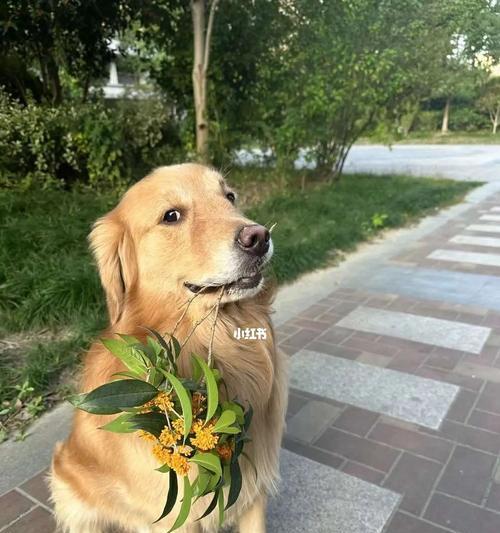 培养顺从的狗狗：建立健康狗主关系的15个科学管理方法