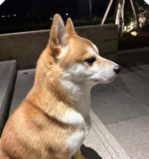 最乖又很小的狗狗品种（探索哪些狗狗既聪明乖巧又体型小巧可爱）