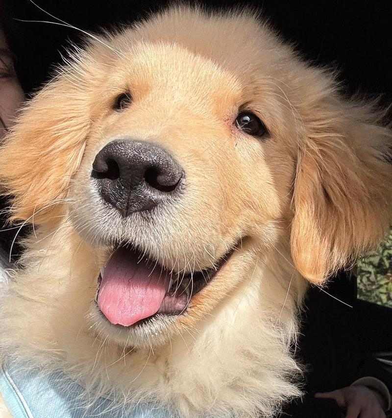 最乖又很小的狗狗品种（探索哪些狗狗既聪明乖巧又体型小巧可爱）