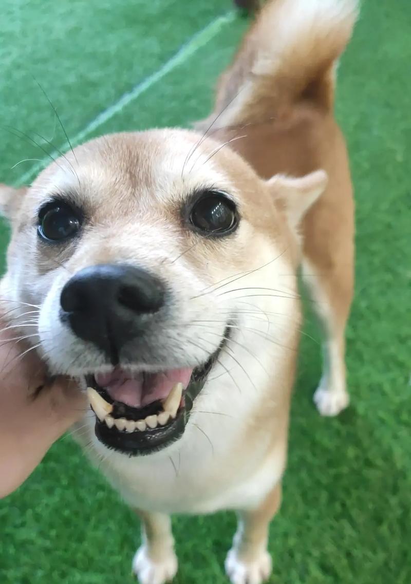 乖巧又小巧的狗狗品种推荐，聪明可爱的家庭伴侣