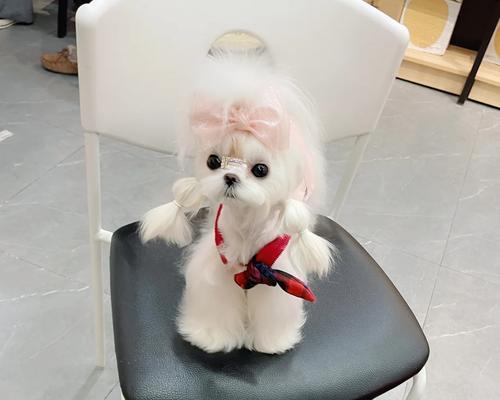 马尔济斯宠物适合使用的沐浴液推荐（选择适合马尔济斯宠物的沐浴液，让毛发更健康）