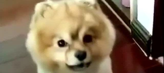 馒头宠物狗——中国特色的宠物狗品种（探秘馒头宠物狗的独特魅力及其养护要点）