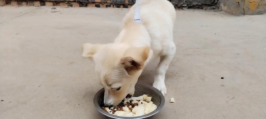 馒头宠物狗养护指南：品种特点、饲养要点与护理方法