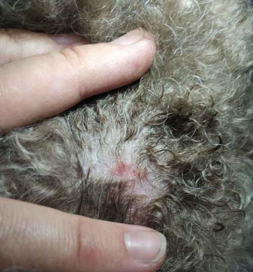 泰迪腿摔了后如何选择合适的药物治疗（了解泰迪摔腿常见药物，有效帮助宠物康复）