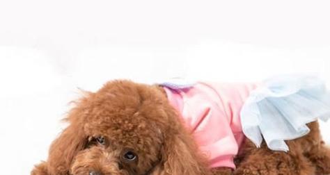 泰迪腿摔了后如何选择合适的药物治疗（了解泰迪摔腿常见药物，有效帮助宠物康复）