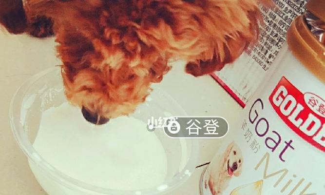 泰迪摔腿后如何用药？常见药物选择与康复指南