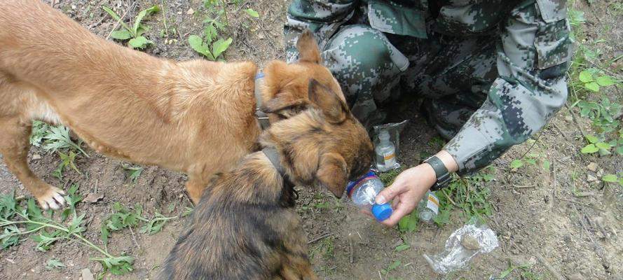 狗狗何时需要补充葡萄糖？关键用途与正确方法指南