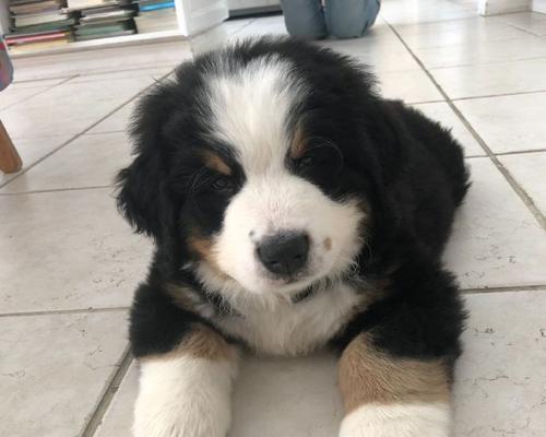 馒头宠物狗——中国特色的宠物狗品种（探秘馒头宠物狗的独特魅力及其养护要点）