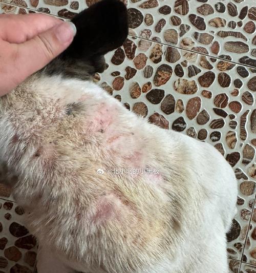 狗身上的螨虫是什么样的？（详解螨虫在狗身上的外貌特征及相关信息）