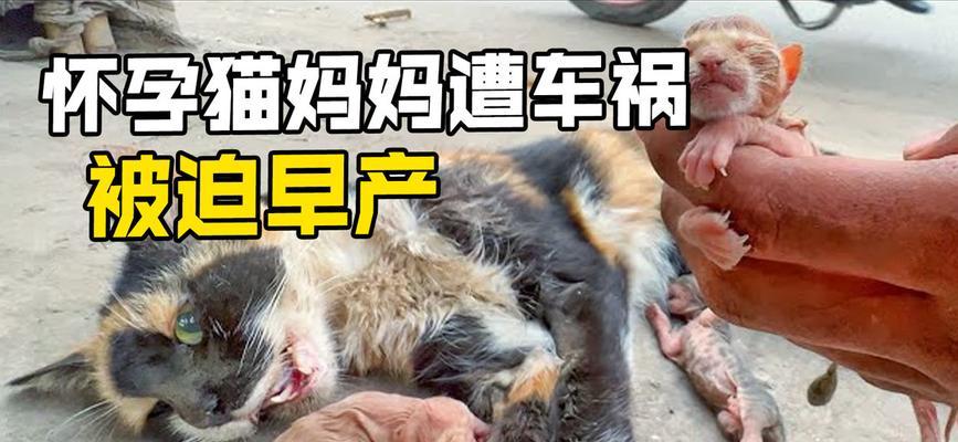 猫咪易遭车祸原因与预防方法解析，保护爱宠安全出行