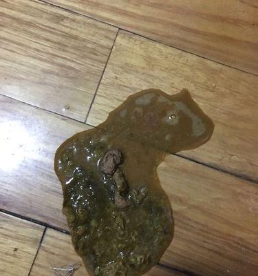 萨摩小狗拉稀怎么办？正确用药与护理指南助康复