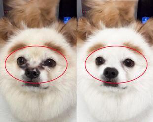 泰迪流眼泪药物治疗探究（了解泰迪流眼泪药物及应对方法，保护宠物眼睛健康）