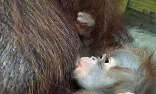 八哥犬断奶全攻略，掌握关键步骤让幼犬健康成长