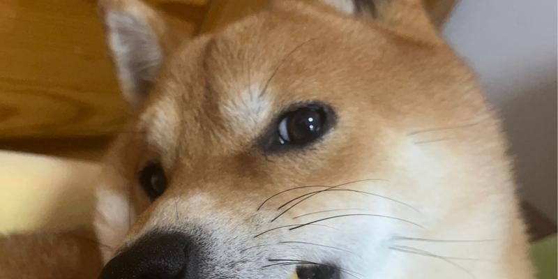 狗吃苹果的好处和坏处（探究狗吃苹果的益处和潜在风险）