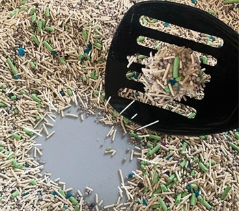 妮吖猫砂怎么样？