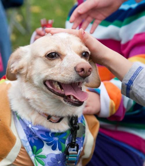 爱咬东西的狗如何正确训练（探究狗咬东西的原因及解决方法）