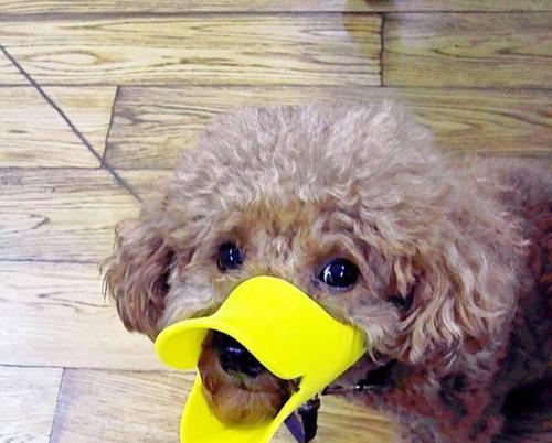 爱咬东西的狗如何正确训练（探究狗咬东西的原因及解决方法）