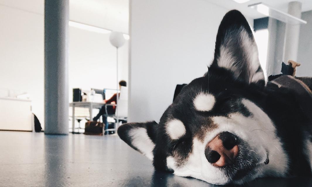 爱咬东西的狗怎么训练？探究撕咬原因与纠正方法