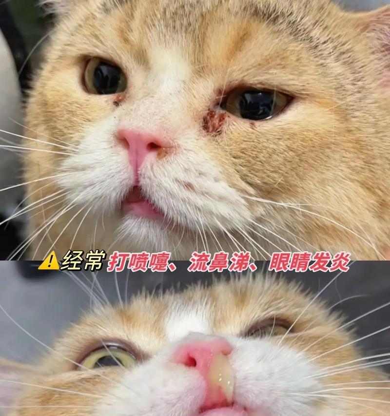 猫流眼泪的原因解析（探究猫咪为何会流泪以及如何应对）