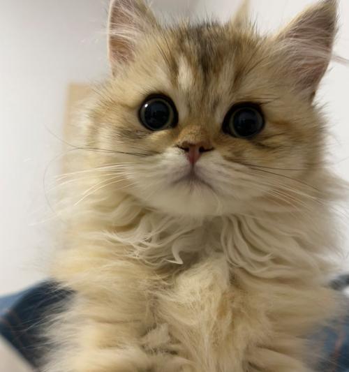 猫流眼泪的原因解析（探究猫咪为何会流泪以及如何应对）