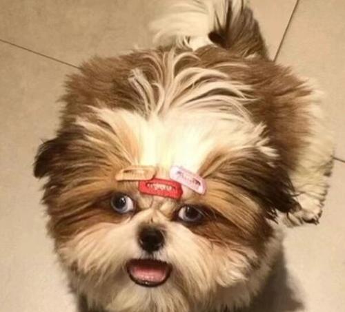 三个月幼犬成长全解析，新手宠主必备养护指南