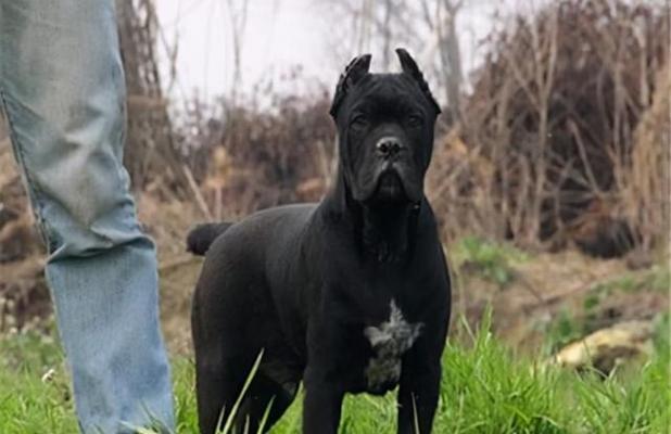 以养卡斯罗还可以养什么犬？（探索适合与卡斯罗相处的其他犬种）