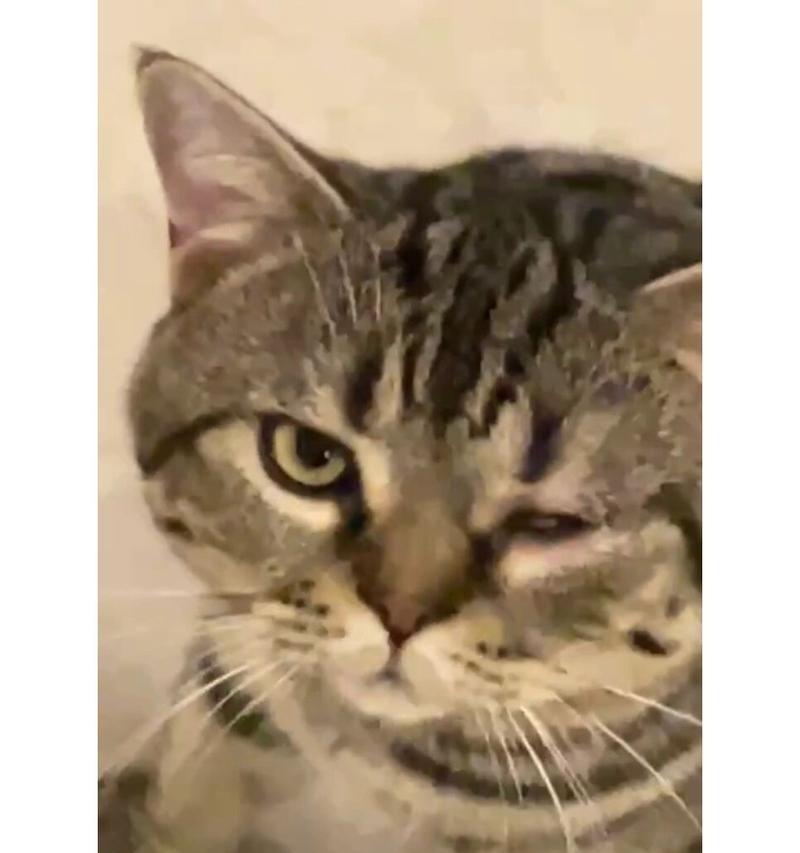 猫咪流泪原因及应对措施详解，守护爱宠眼部健康