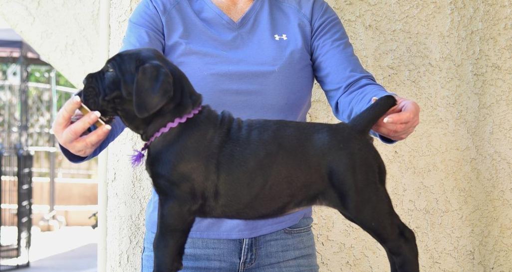 以养卡斯罗还可以养什么犬？（探索适合与卡斯罗相处的其他犬种）