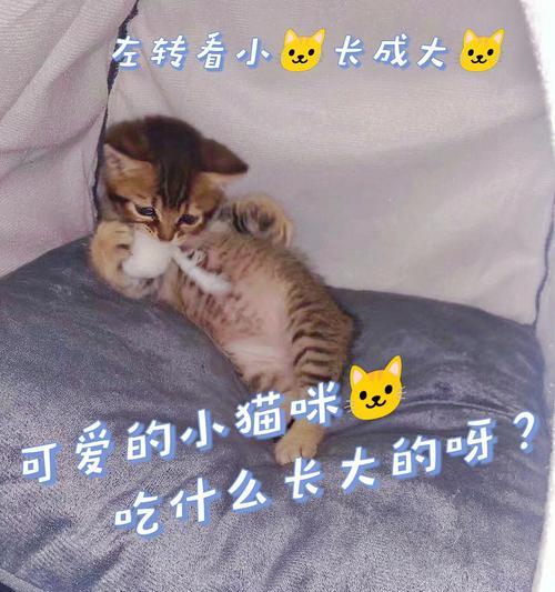 小猫最爱吃什么?揭秘饮食偏好与关键营养需求 小猫最爱吃什么?揭秘饮食偏好与关键营养需求