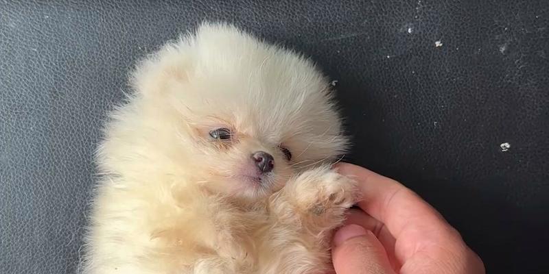 三个月大的狗狗是什么样子的？（探索三个月大狗狗的成长和特征）