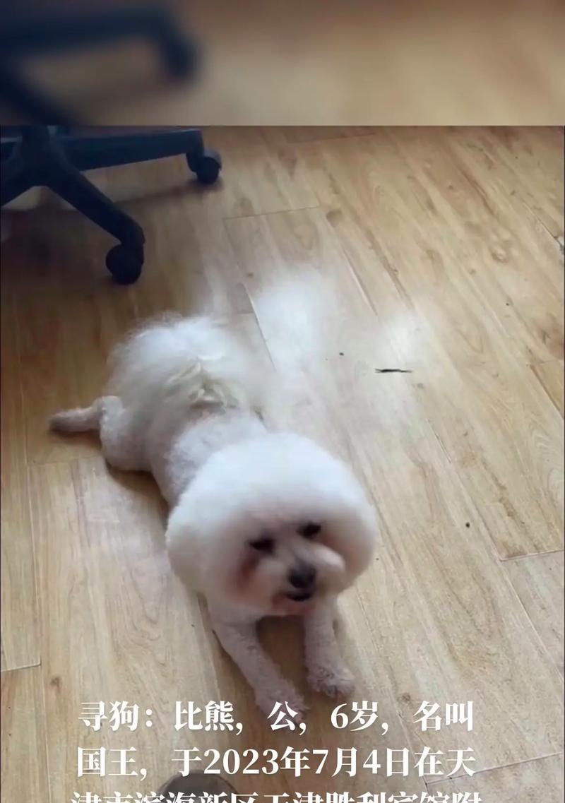 公比熊取名攻略：从音韵到寓意，为爱宠挑选独特好名