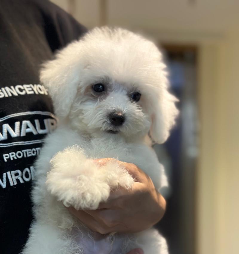 比熊幼犬喂养指南：适宜食物选择与健康成长要点