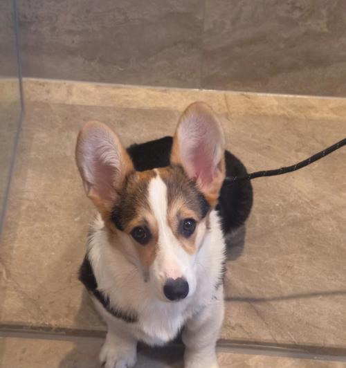 小柯基的耳朵之美（探秘小柯基耳朵的形状与特点）