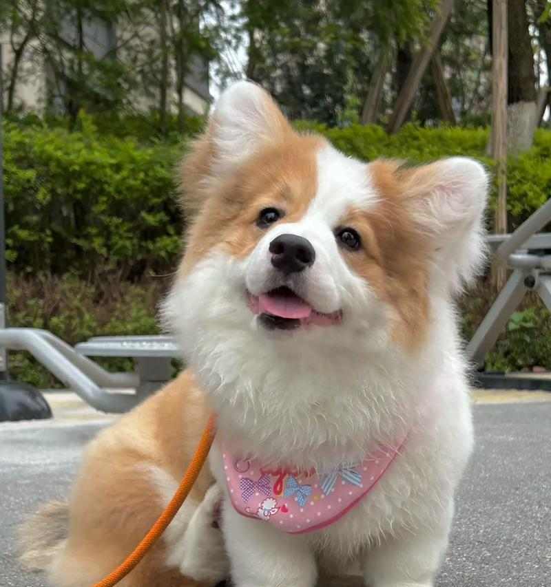 小柯基耳朵形状特点全解析：半立耳、飞机耳与独特魅力