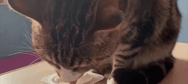 小猫最爱吃什么?揭秘饮食偏好与关键营养需求 小猫最爱吃什么?揭秘饮食偏好与关键营养需求