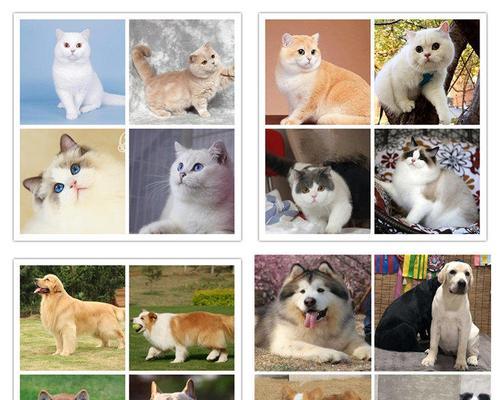 猫咪配种的奇妙之旅——探讨折耳猫与其他品种的配对可能性（解密猫咪遗传基因，寻找适合折耳猫的配偶）