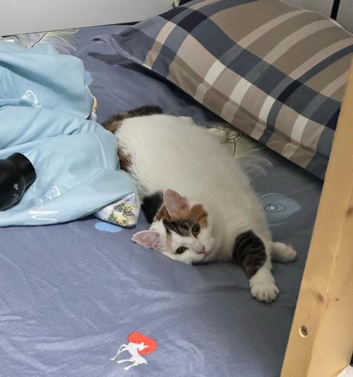 小猫睡姿全解析：从睡床样子看猫咪性格与睡眠偏好