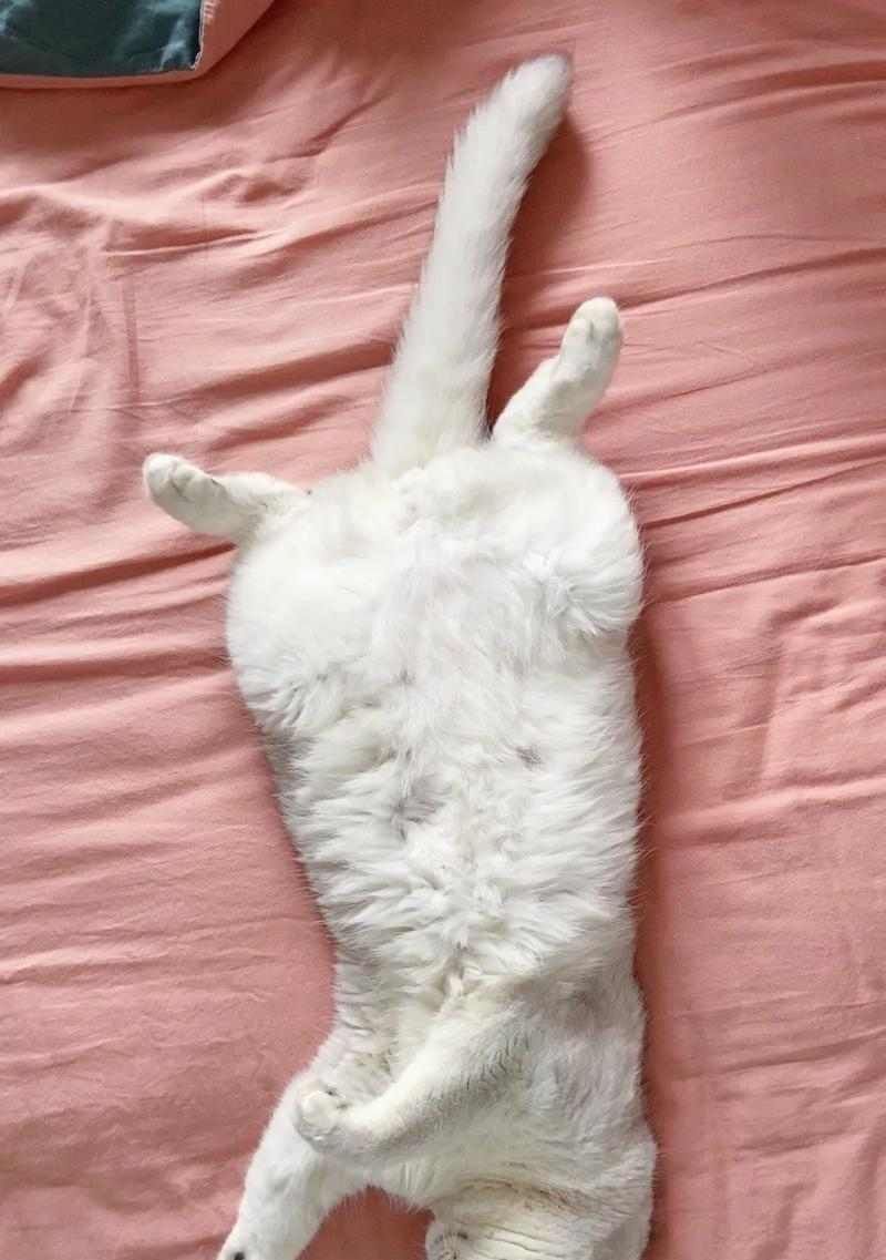 小猫睡床的样子（小猫的睡姿和喜好）