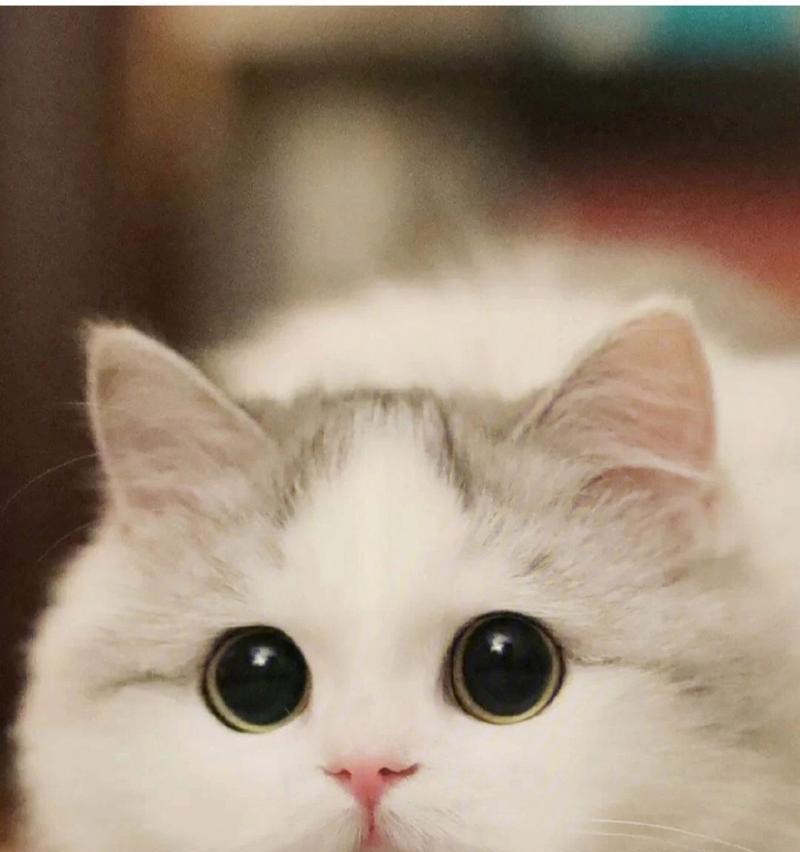 猫咪为什么擅长抓老鼠？（揭开猫咪捕鼠能力的奥秘）