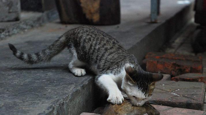 猫咪为什么擅长抓老鼠？（揭开猫咪捕鼠能力的奥秘）