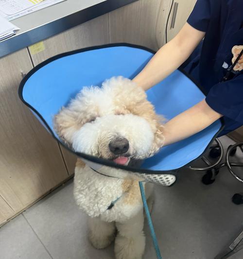 以什么狗配可以出巨贵（探索狗犬品种的潜力和市场价值）