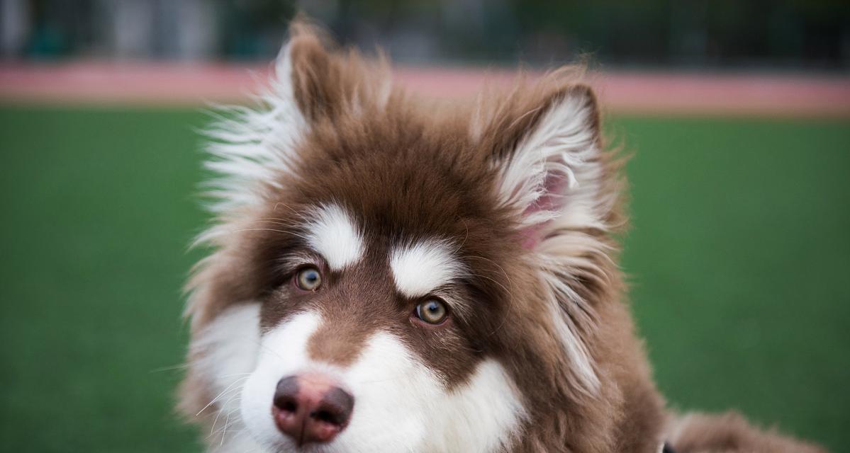 阿拉斯加奇妙之旅：探索15个北国奇观与极致体验