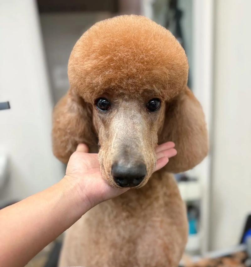 高端犬种配种指南：如何通过科学搭配培育高价值犬只