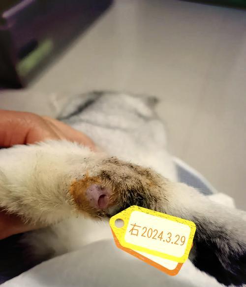 折耳猫配种指南：与哪些品种配对能生出健康独特后代？