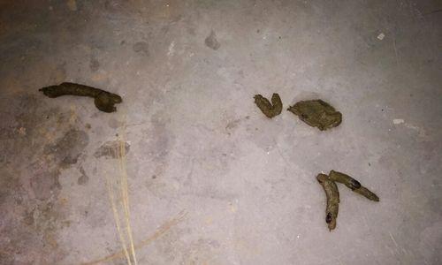 拉布拉多健康之道（探索拉布拉多屎色的奥秘，了解宠物犬的健康状态！）