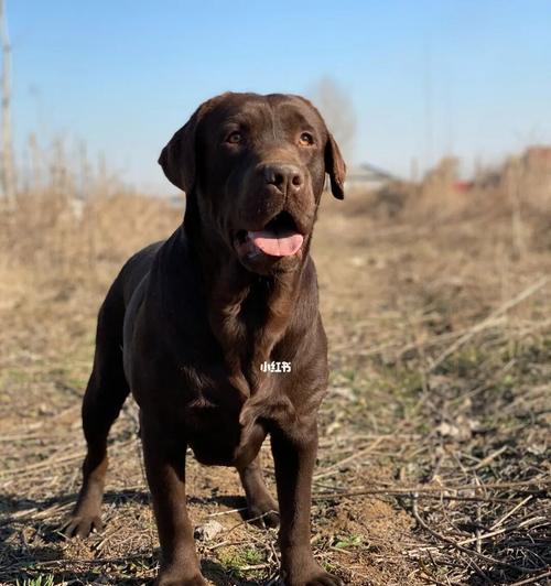 拉布拉多健康之道（探索拉布拉多屎色的奥秘，了解宠物犬的健康状态！）