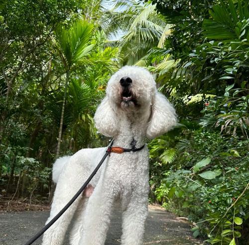 以什么狗配可以出巨贵（探索狗犬品种的潜力和市场价值）