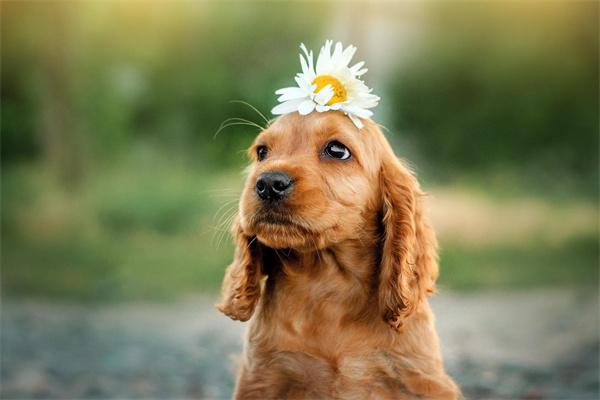 狗狗体质差怎么办？增强免疫力与改善体质的实用方法