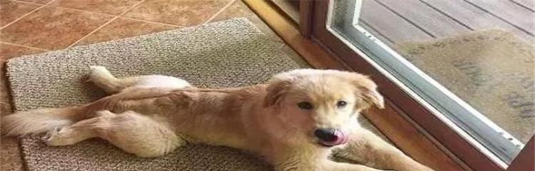 狗狗频繁在窝内排尿的可能原因与应对方法