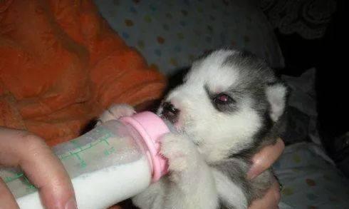 狗狗频繁在窝内排尿的可能原因与应对方法